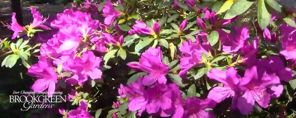 Brookgreen Garden in Full Bloom